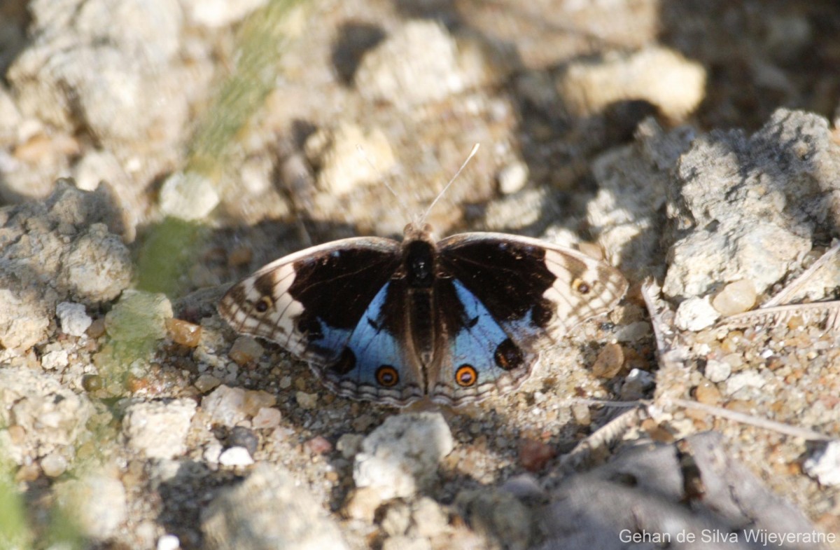 Junonia orithya Linnaeus, 1758